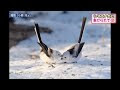[10000ダウンロード済み√] ���物 かわいい 画像 171865-動物 かわいい 画像