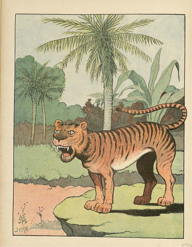coloured illustration of tiger