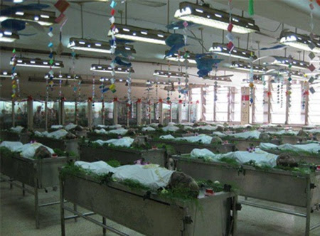  Hàng trăm xác chết được trang hoàng