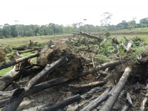 Tribunal Ambiental  confirma tala excesiva en la zona de la trocha. CRH