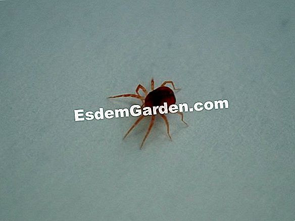 ダニ 赤いクモ すべてのガーデニングや庭のデザインについて 22