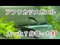 画像をダウンロード カエル 風船病 針 181654-カエル 風船病 針