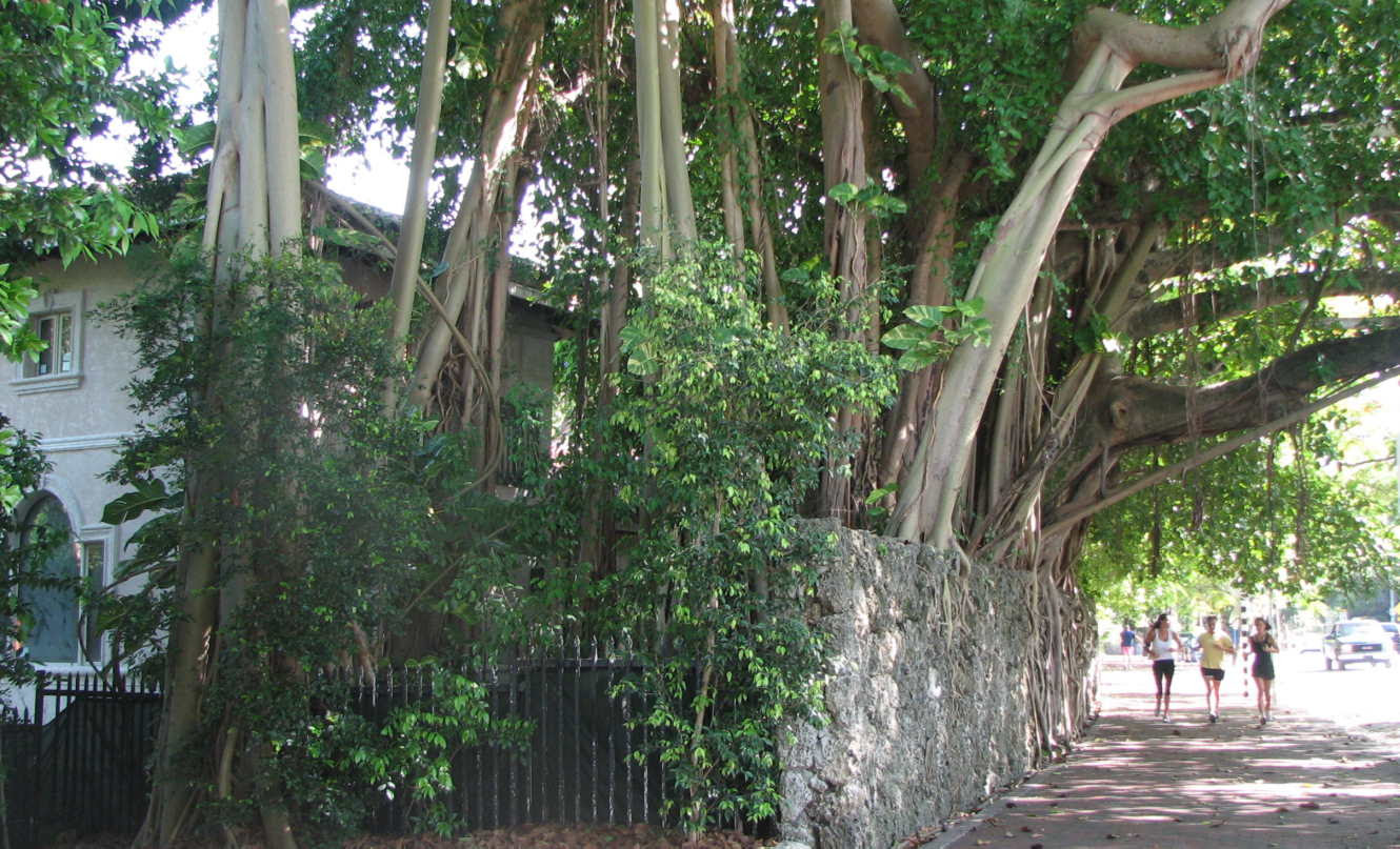 Coconut Grove