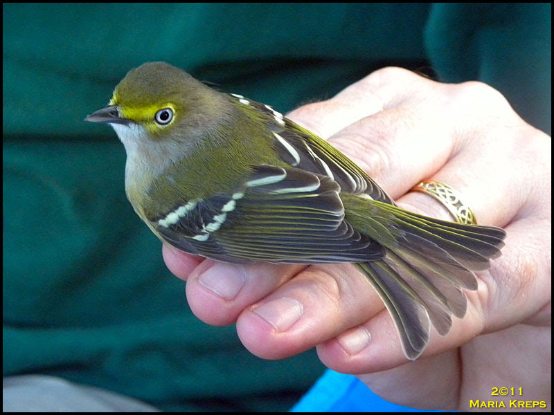 White-eyed Vireo
