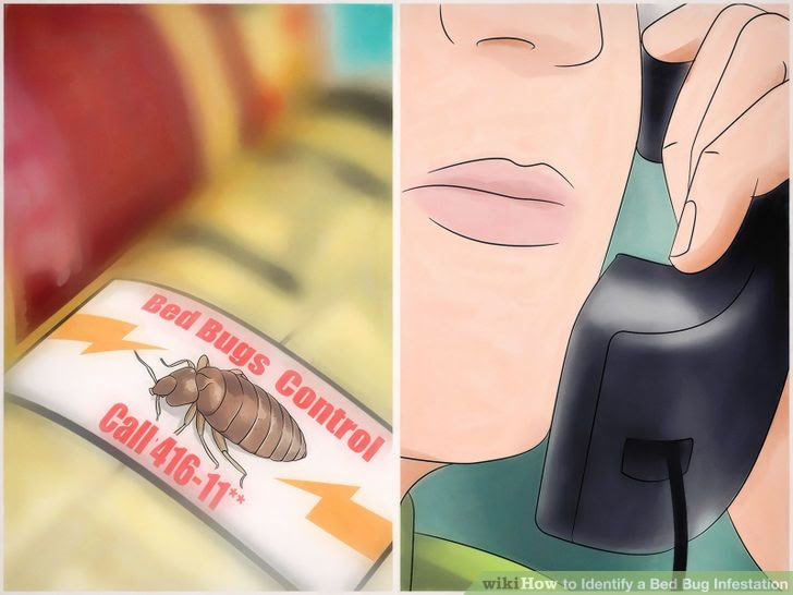 Identify a Bed Bug Infestation Step 10 Version 2.jpg