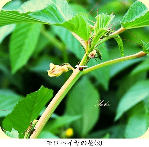 モロヘイヤの葉以外には 特に果実には毒があるのでご注意を プロフ ユキのブログ