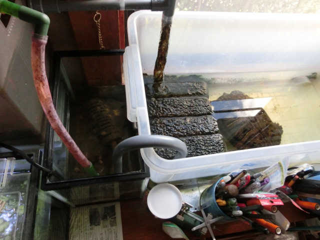 カメ水槽のリセット 何でもない日常の気まぐれな記録