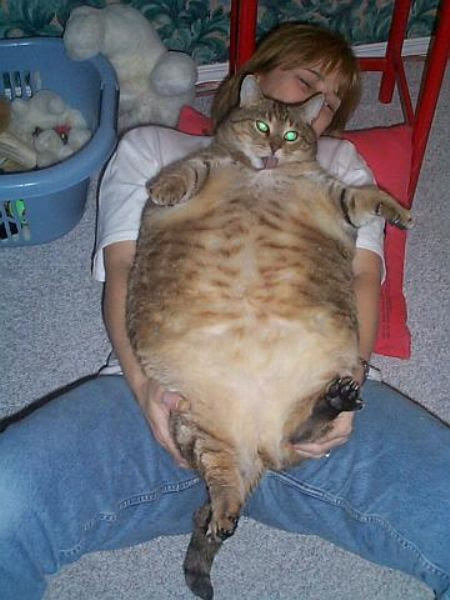 FAT KITTY