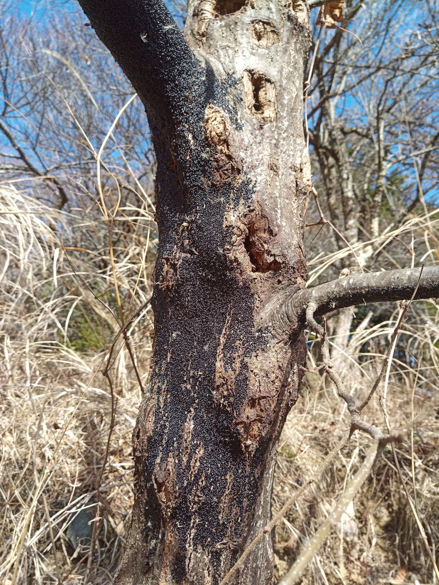 栗の木にクリオオアブラムシの卵がびっしり 足るを知らず