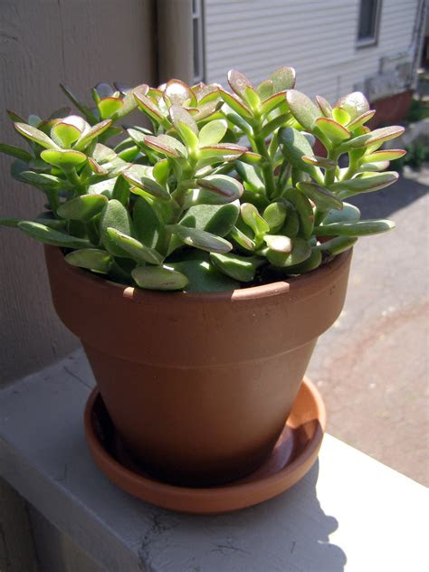 Tiny houseplants are adorable and all, but large, oversized plants are a growing trend. Jade Plant Care Instructions: How To Care For A Jade Plant