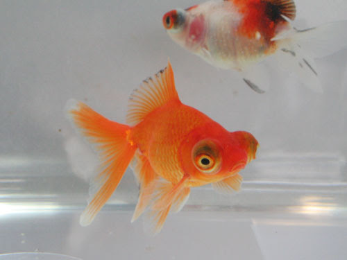 大阪府 箕面市 牧落 金魚 錦鯉 昆虫 熱帯魚 販売 ペットショップ 箕面観賞魚園 002 Goldfish