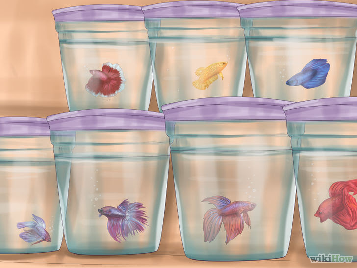 Determine the Sex of a Betta Fish Step 7.jpg