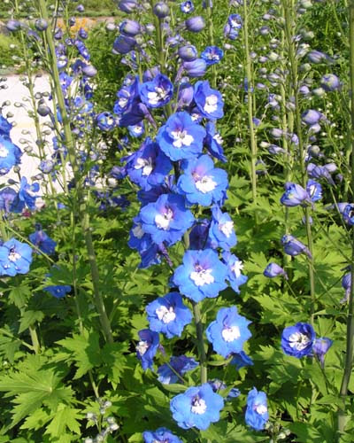 １０月２日の誕生花 デルフィニウムの花言葉 陽気 カムとキクタンの大満足時代