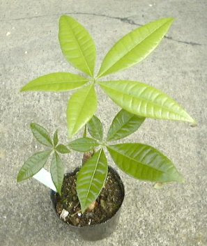 パキラ Pachira アオイ科 Malvaceae