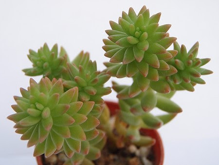 多肉植物まとめ グリーンペット