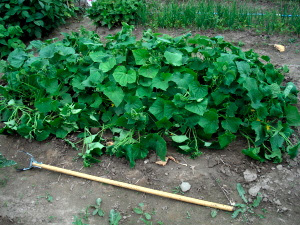 cucumber2_080722