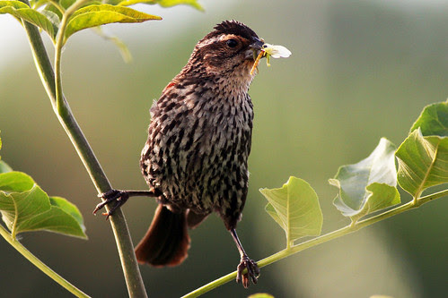 Red Winged Blackbird, Female