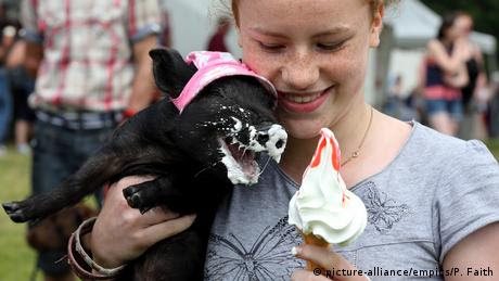 Junges Mädchen füttert ihr Schweinchen mit Softeis (picture-alliance/empics/P. Faith)