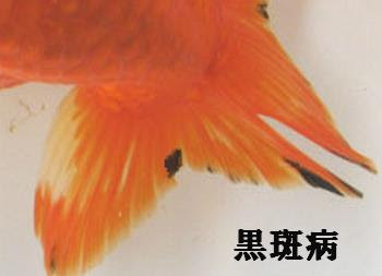 ランチュウ 金魚の病気 黒斑病 黒ソブ
