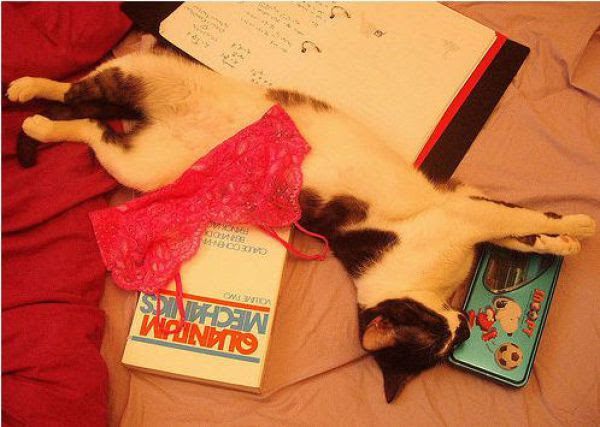 Cats Love Bras Too (37 pics)