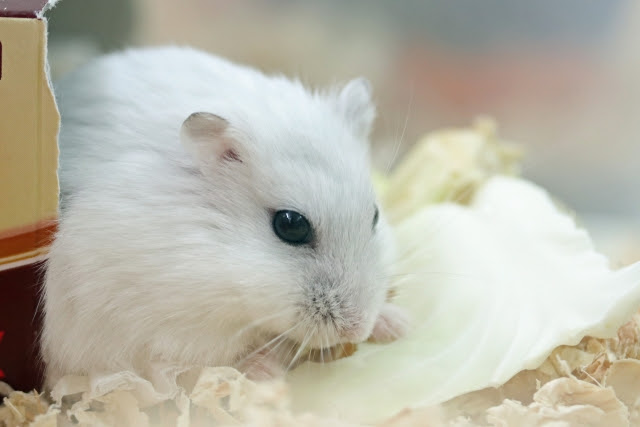 初心者が飼うハムスターの種類おすすめランキングtop5 Iサマリー