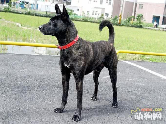 台湾犬 宠物犬 萌狗网