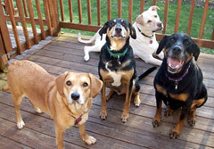 4dogs_4710c