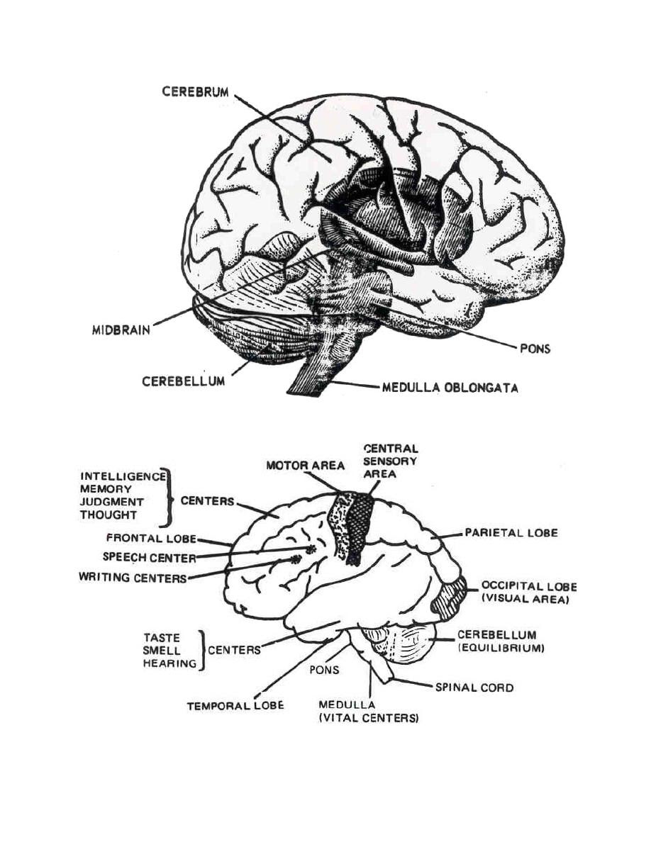 Download Free Anatomy And Physiology Coloring Pages - Coloring Home