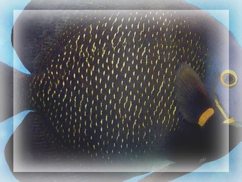 Fish by pdw's atelier