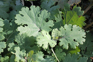 Macleaya microcarpus
