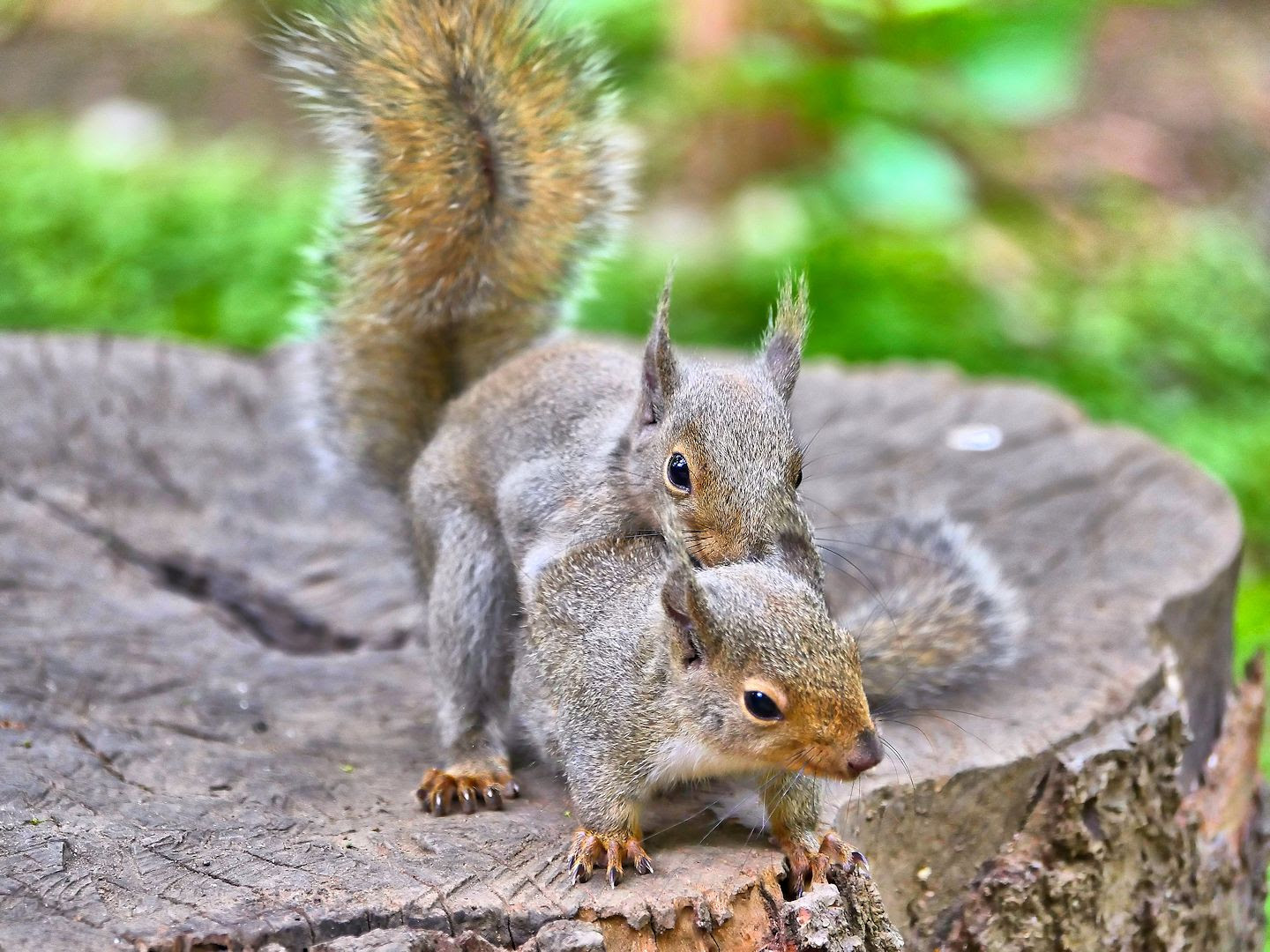 リスの小径にて りすのこみちにて At Squirrel Trail 子リスは やっぱり可愛い
