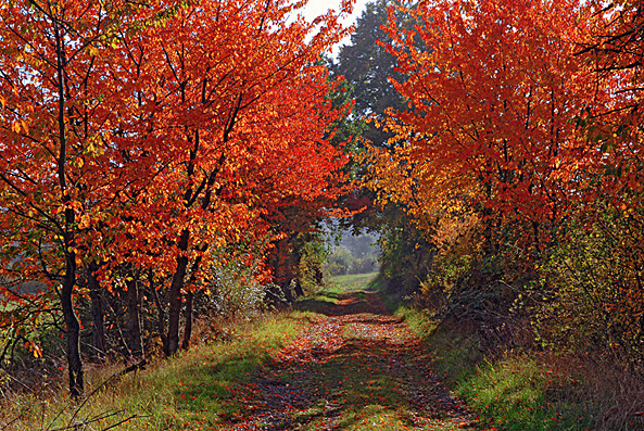 guy marchal paysage d automne chemin