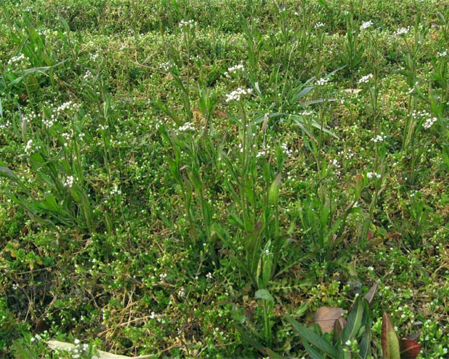 ナズナ 西宮の湿生 水生植物