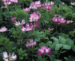 レンゲソウ れんげそう 蓮華草 の花言葉 花言葉事典