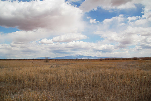 new mexico field