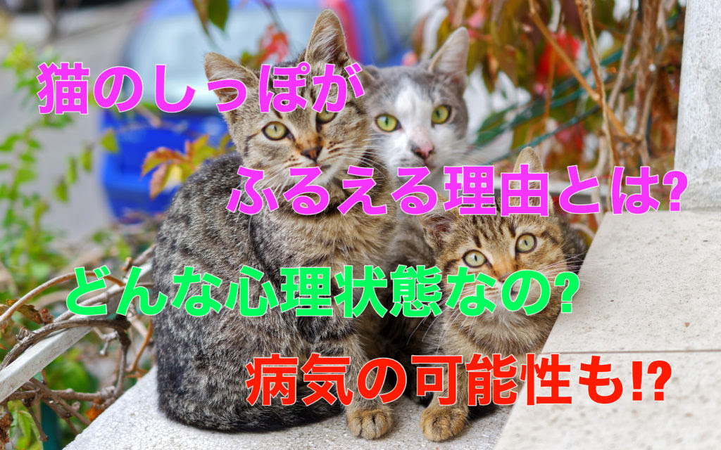 猫のしっぽがふるえる理由とは どんな心理状態なの 病気の可能性も ネコタメ リッチとドラット