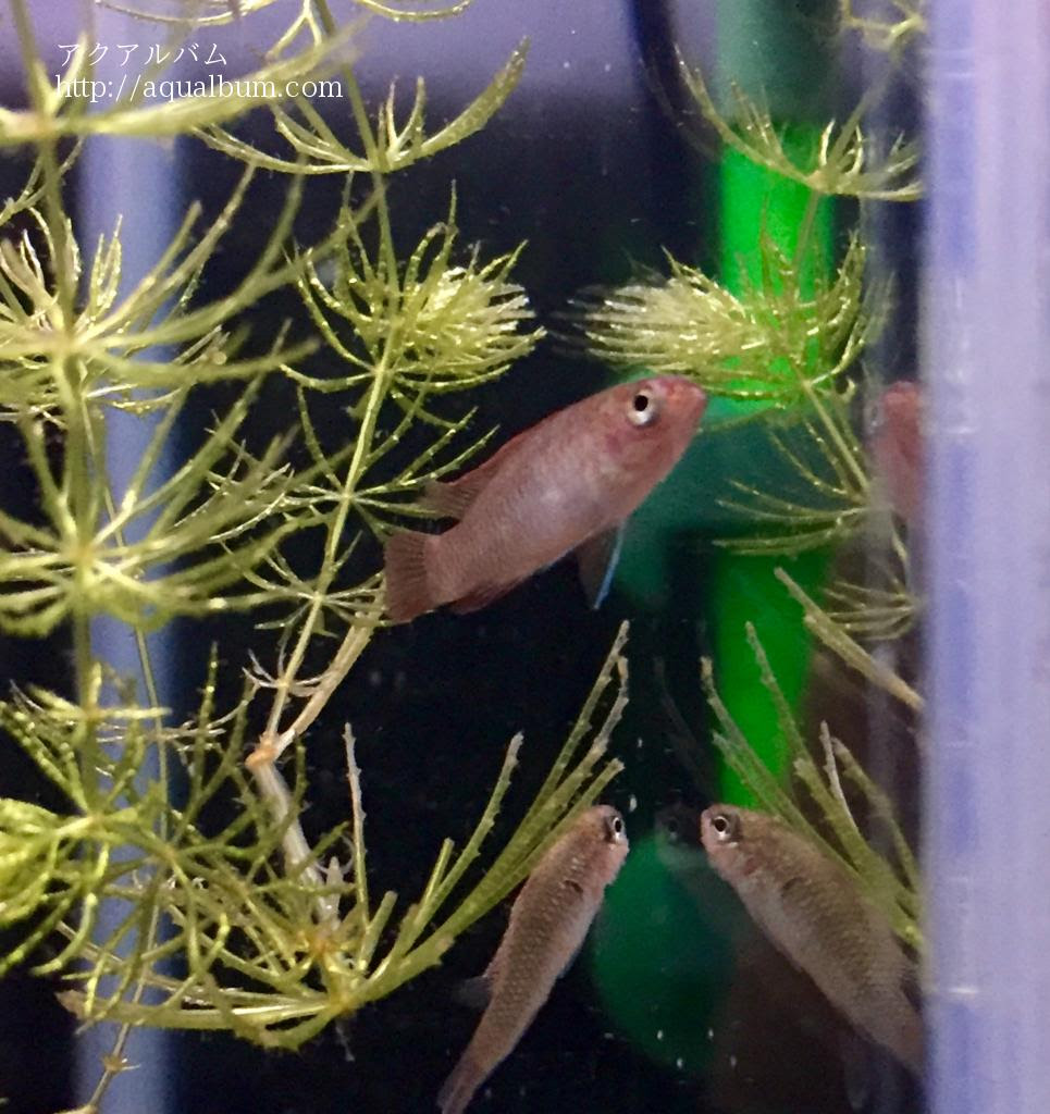 どこから侵入 アクアルバム