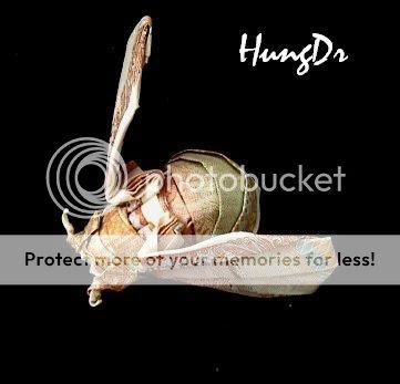 Con ong (bee) Đỉnh cao nghệ thuật xếp tiền giấy Việt Nam