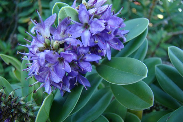 Image result for nz native plants