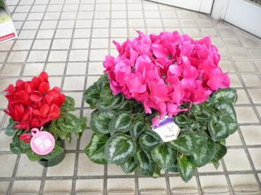 右も 左も シクラメン と面白い話 花屋ブログ 大分県宇佐市の花屋 フラワーショップ すなたにフラワーギフトはお任せください 当店は 安心と信頼の花キューピット加盟店です 花キューピットタウン