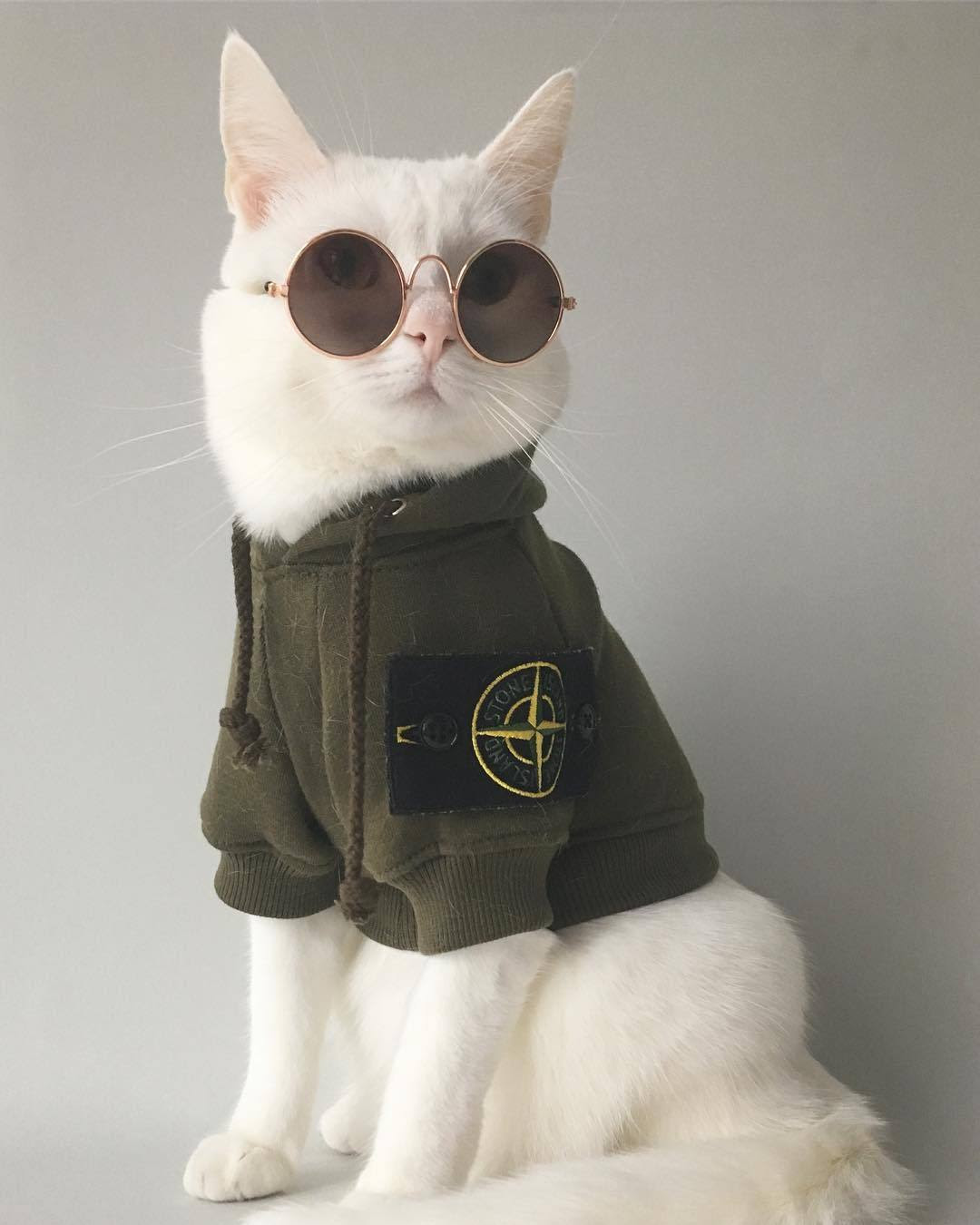 猫界的g Dragon 驾到啦 荷兰萌猫潮到积水的超