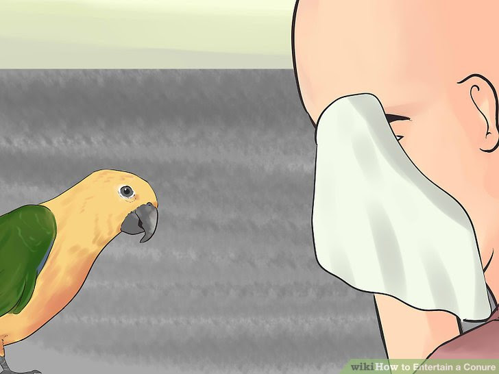 Entertain a Conure Step 9.jpg
