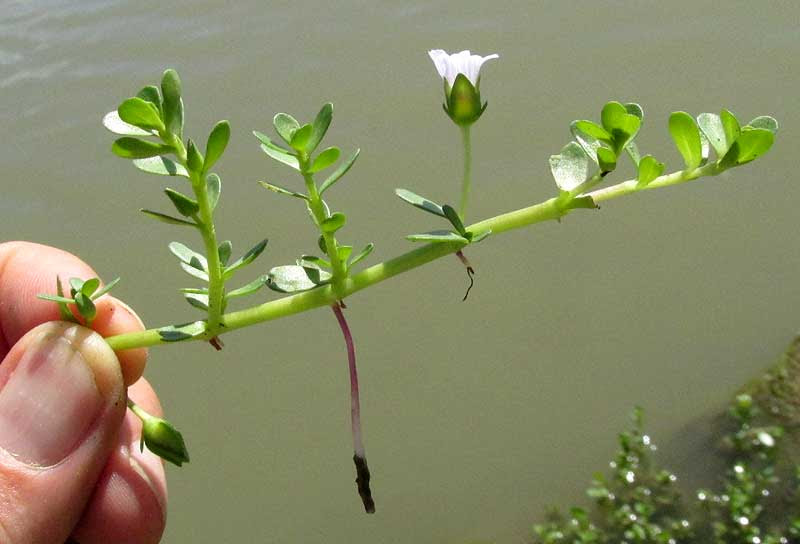 Coastal Water-hyssop, BACOPA MONNIERI