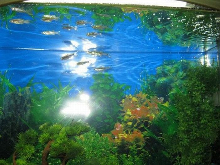 A Fish Tank Made Out of Old TV (18 pics)