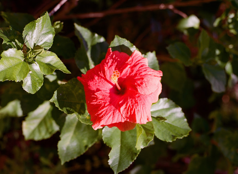 Barbados