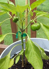 62612_peppers2
