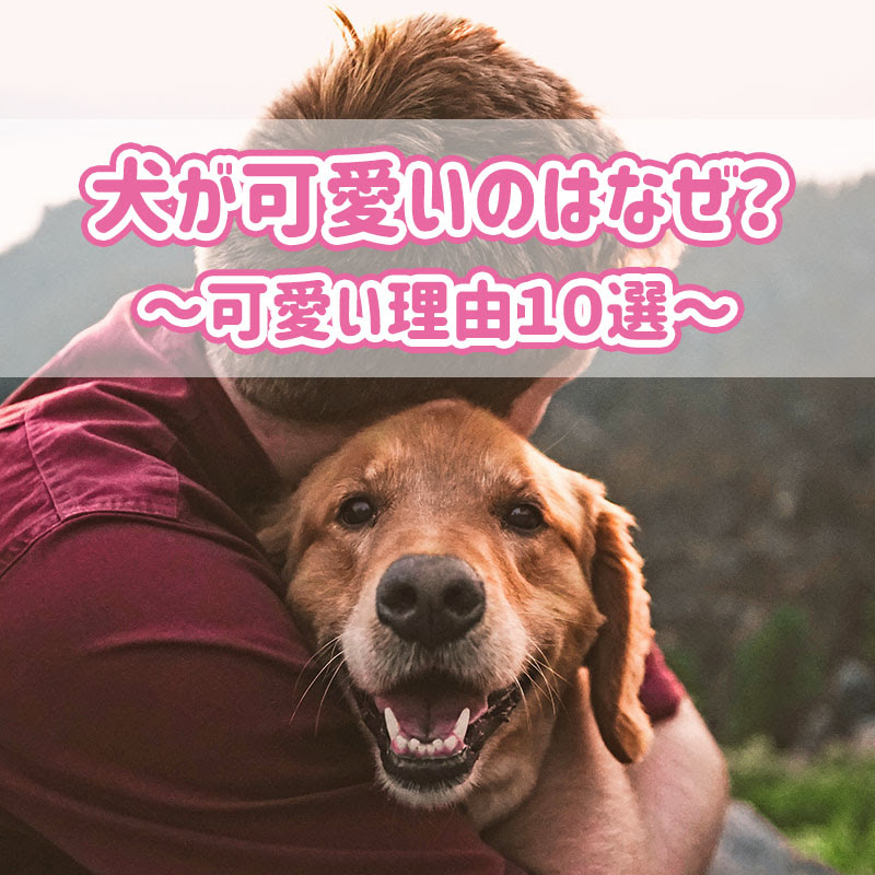 犬が可愛いのはナゼ 可愛い理由１０選