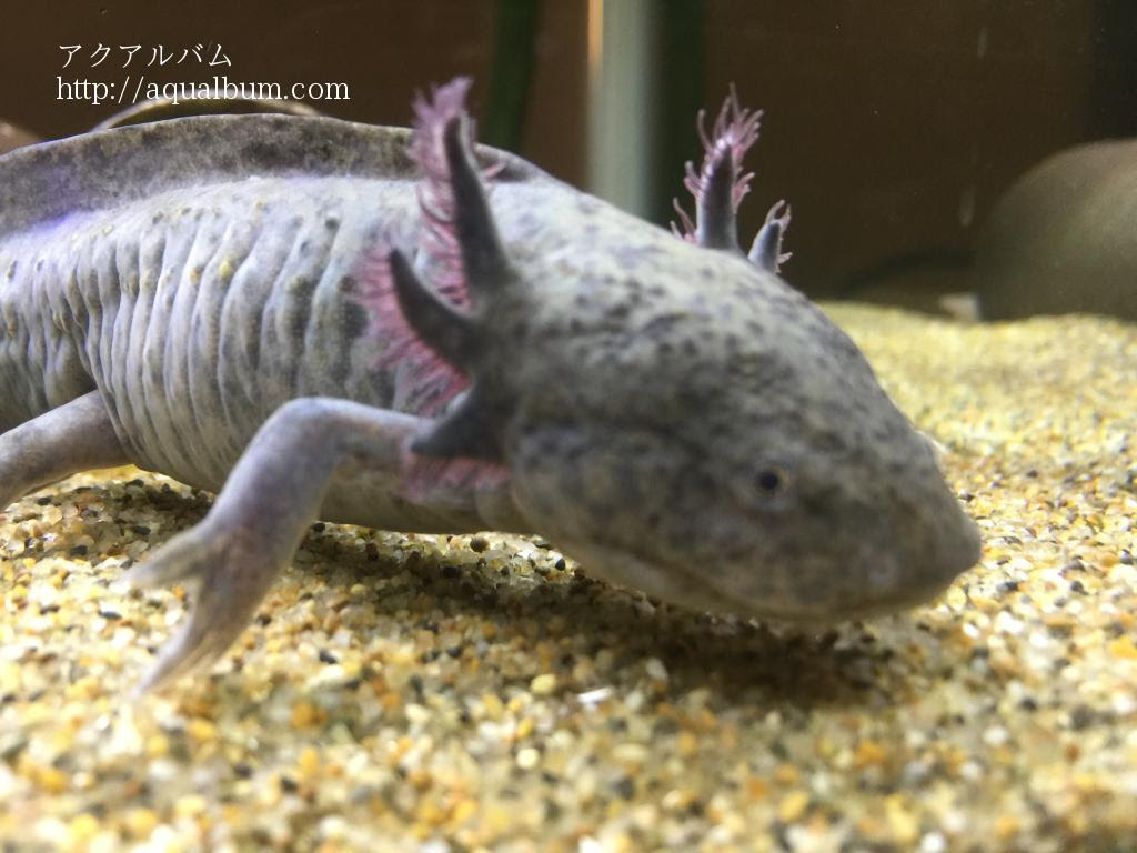 メキシコサラマンダー アホロートル ウーパールーパー アクアリウム飼育図鑑
