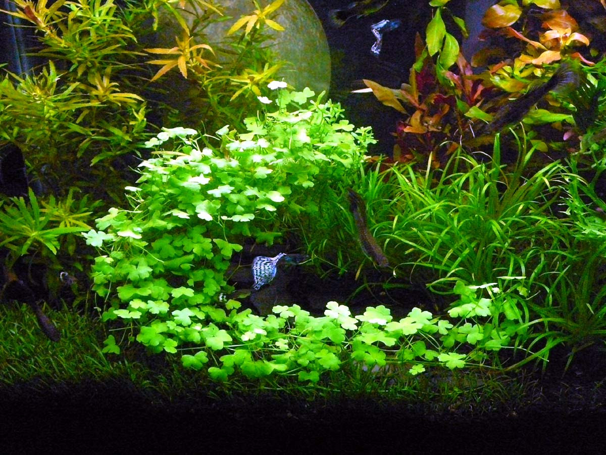 Why Hydrocotyle Sp Japan Is Awesome The Planted Tank Forum