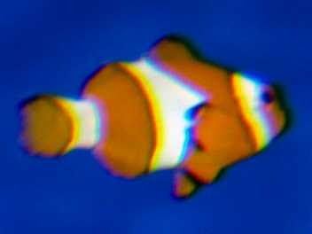 素人が作ったお魚図鑑 新江ノ島水族館１０ 冷海 暖海 暖かい海